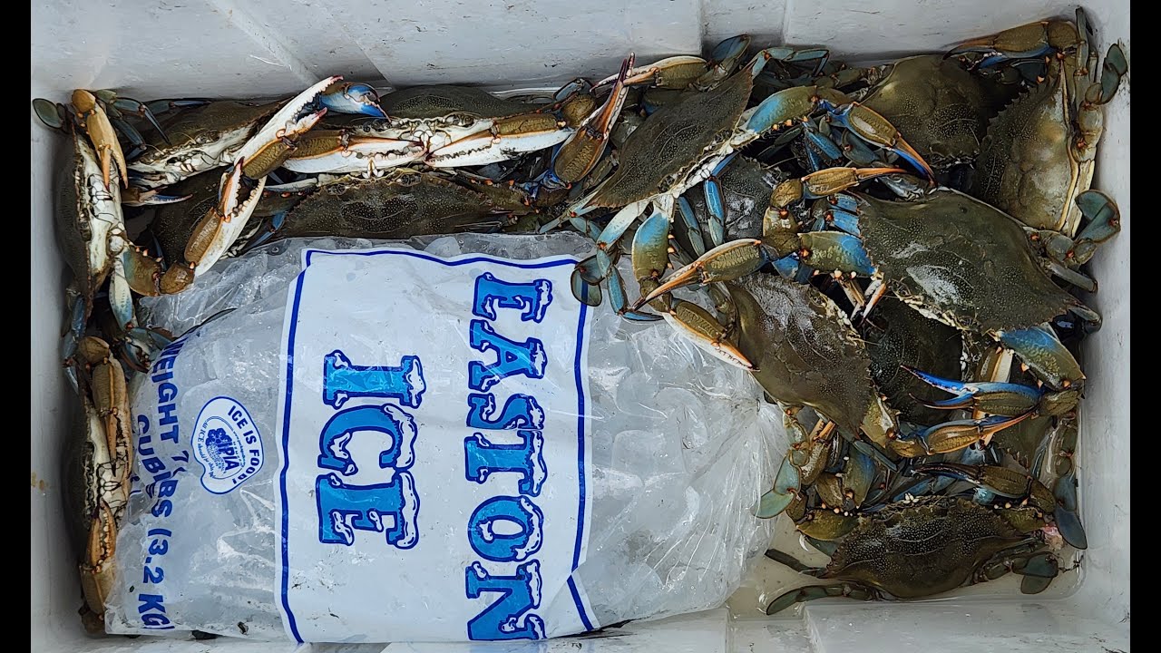 Blue Crab Catch and Cook 07-09-2025