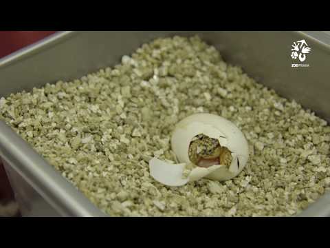 Video: Když se říká, že se zvířata rozmnožují kladením vajec?