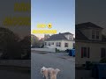 #daisy #moonshadow #doggielife #music #doglife #lifeisbutadream #goldendoodlepuppy