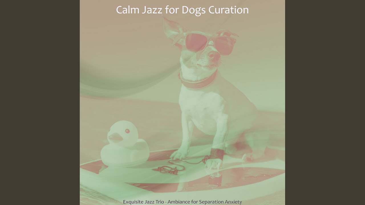 Spacious Calming Your Dog