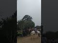 Parque de Las Leyendas Lima Perú 🇵🇪 paseo caballo