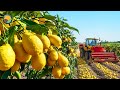 How American Farmers Harvest 2 5 Billion Pounds Of Lemons By Machine Farming Documentary