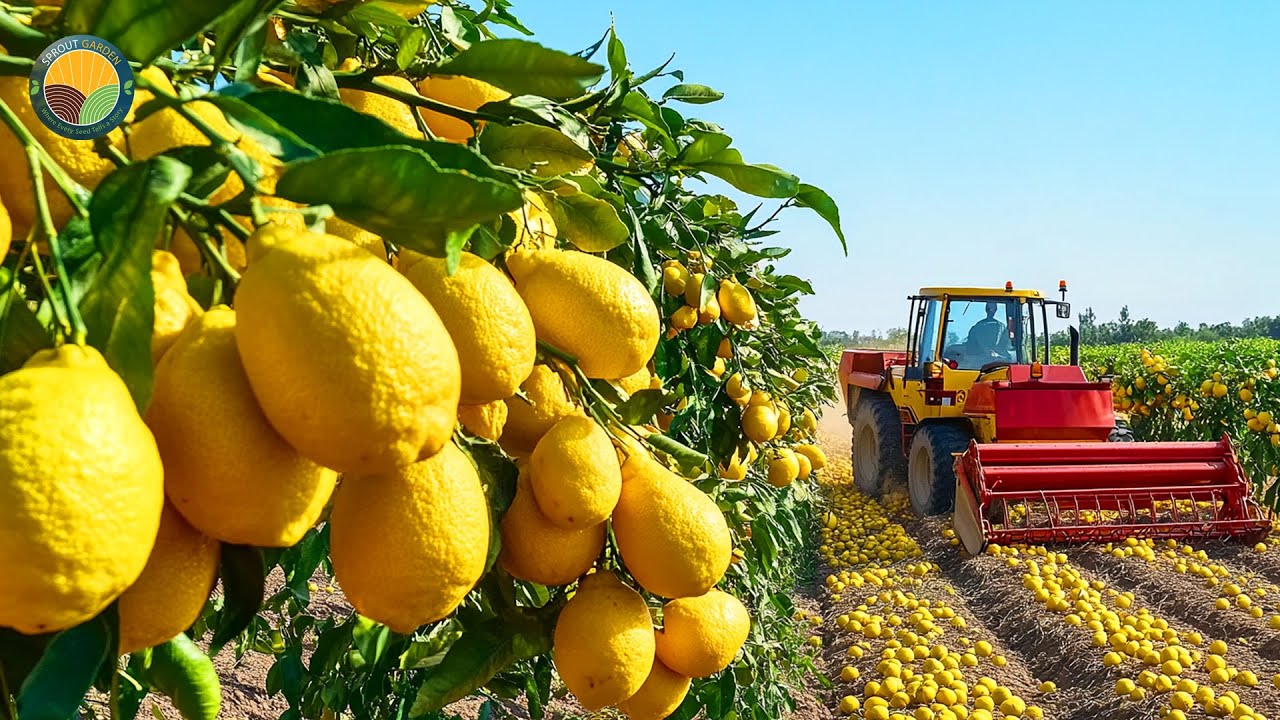 How American Farmers Harvest 2.5 Billion Pounds of Lemons by Machine | Farming Documentary