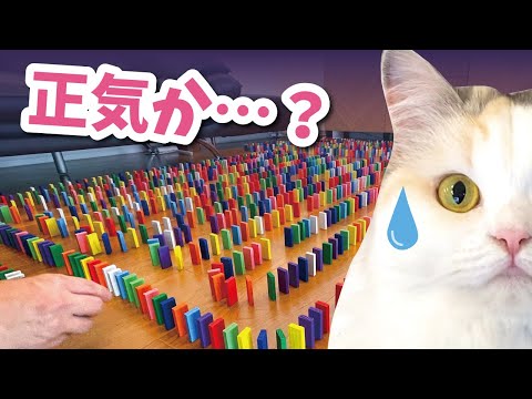 【衝撃の結末】猫がいる部屋でドミノ2000個並べ終わるまで帰れません…