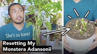Leggy and Bare Monstera Adansonii? Reset it! | Care Tips and Propagation
