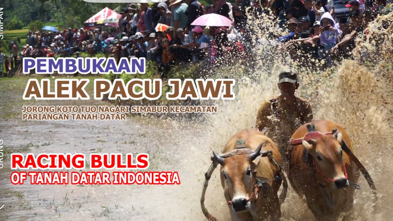 Koto Racing Pembukaan Alek Pacu Jawi Koto Tuo Pariangam / Racing Bulls. - YouTube