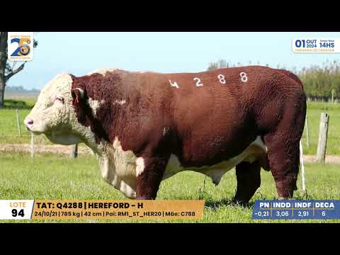 LOTE 094 4288 HEREFORD Leilão Santa Tereza e Madrinha 01/10/24 Camaquã/RS - Prod. Agência El Campo