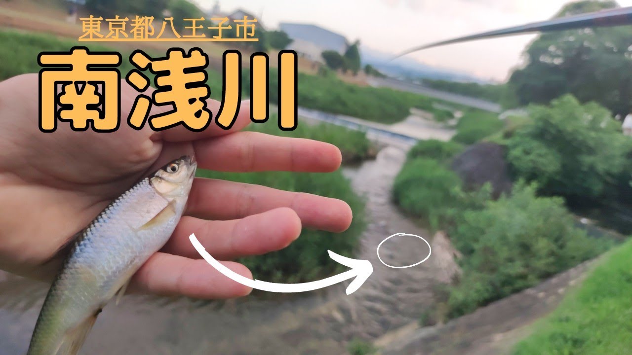 夏の南浅川 良型オイカワを狙う Youtube
