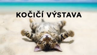 Výstava koček - Tlapka TV