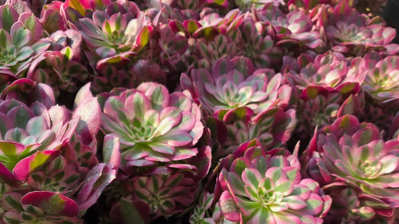 06.03.2026 sen đá  thụ, var, CREST, aeonium các loại