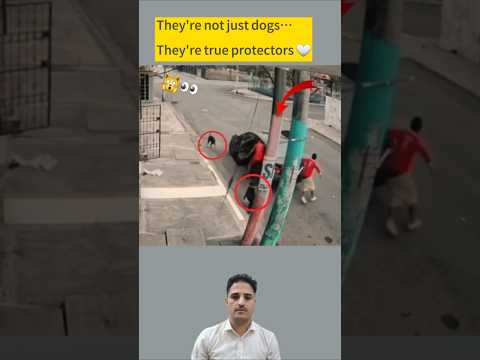 كلاب شجاعة ت حبط محاولة سرقة وتنقذ صاحبها في اللحظة الحاسمة   اكسبلور