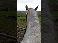 A beautiful view of the Cotswolds from horseback #shorts #countryside