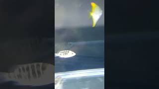 INi dia iKAN AIR PAYAU YANG SUDAH AKU KUMPULIN DI AQUARIUM INI