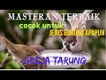 Gereja Tarung Masteran Terbaik Untuk Semua Jenis Burung Mp3 - Mp4 Download