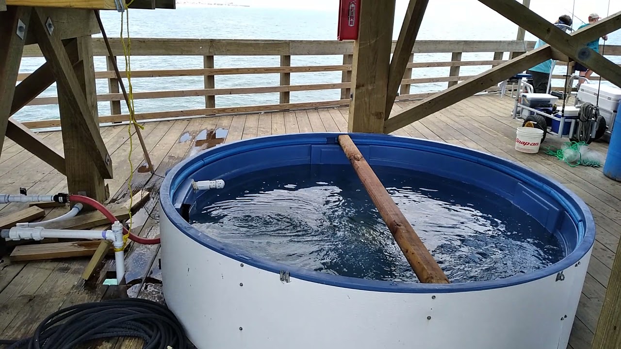 61621 Fishing Report Seaview Fishing Pier YouTube