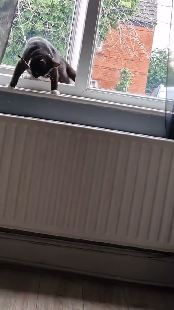 funny  cats