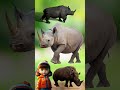 وحيد القرن حيوانات للأطفال أطفال Rhino Kids Animals Kids Shorts Unicorn Kidsvideo Kids 