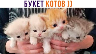 БУКЕТ КОТОВ ))) Приколы с котами | Мемозг 1131