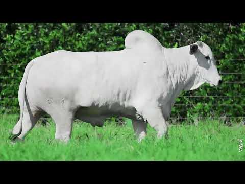 LOTE 97 - REMP 2616, Touro Nelore à venda no 23º MEGA LEILÃO GENÉTICA ADITIVIA 2026