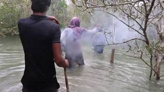 Honey Collection in Sundarban | Sundarban | Ahsan Ovi | Organico Honey |OxR Bangladesh