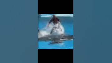 Orca Attacked Its Trainer