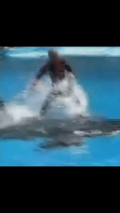 Orca Attacked Its Trainer