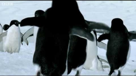 Flying Penguins - BBC