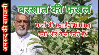 240. अमरूद के फलों में छटाई क्या है, क्यों, कैसे और कब करें। Thining for quality guava fruits.