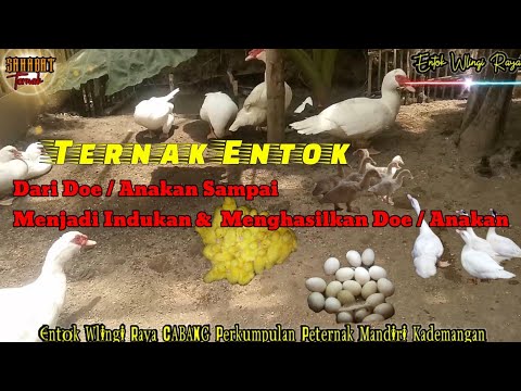 Cara Ternak Entok||Mulai Dari Anakan Menjadi Indukan & Menghasilkan