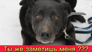 Большой, черный и никому не нужный пёс Пентагон. Приют Некрасовка #viral