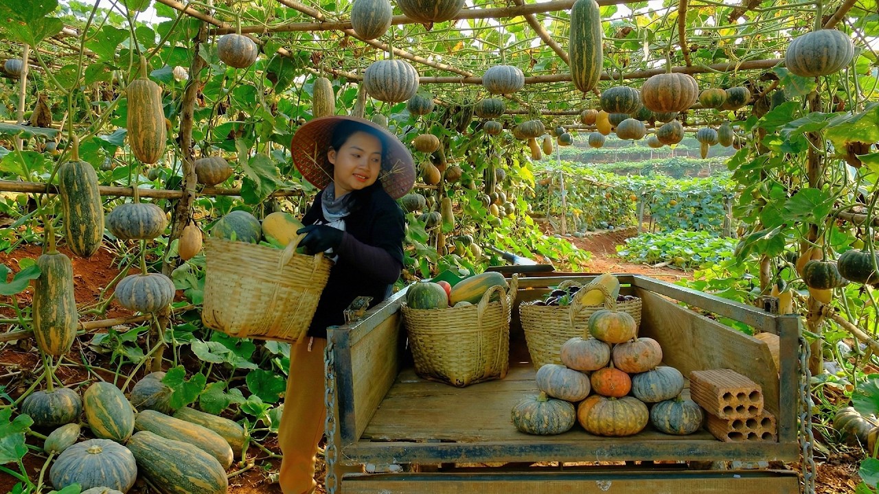 Harvest Long Pumpkin To Sell At The Market – Cook Pumpkin Sweet Soup – Garden And Raise Livestock