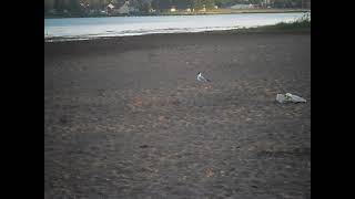 Seagull seagulling