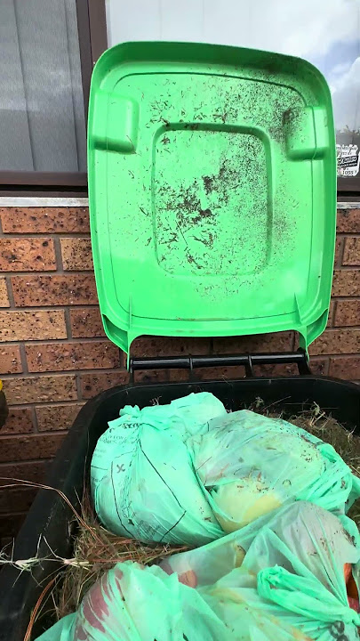 My Bin Collection 2025