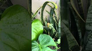This Monstera Lives Outside In he Desert #microclimate #monstera