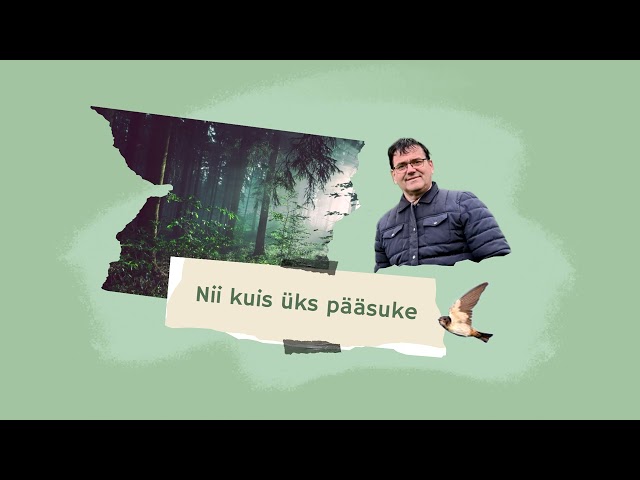 Nii kuis üks pääsuke class=