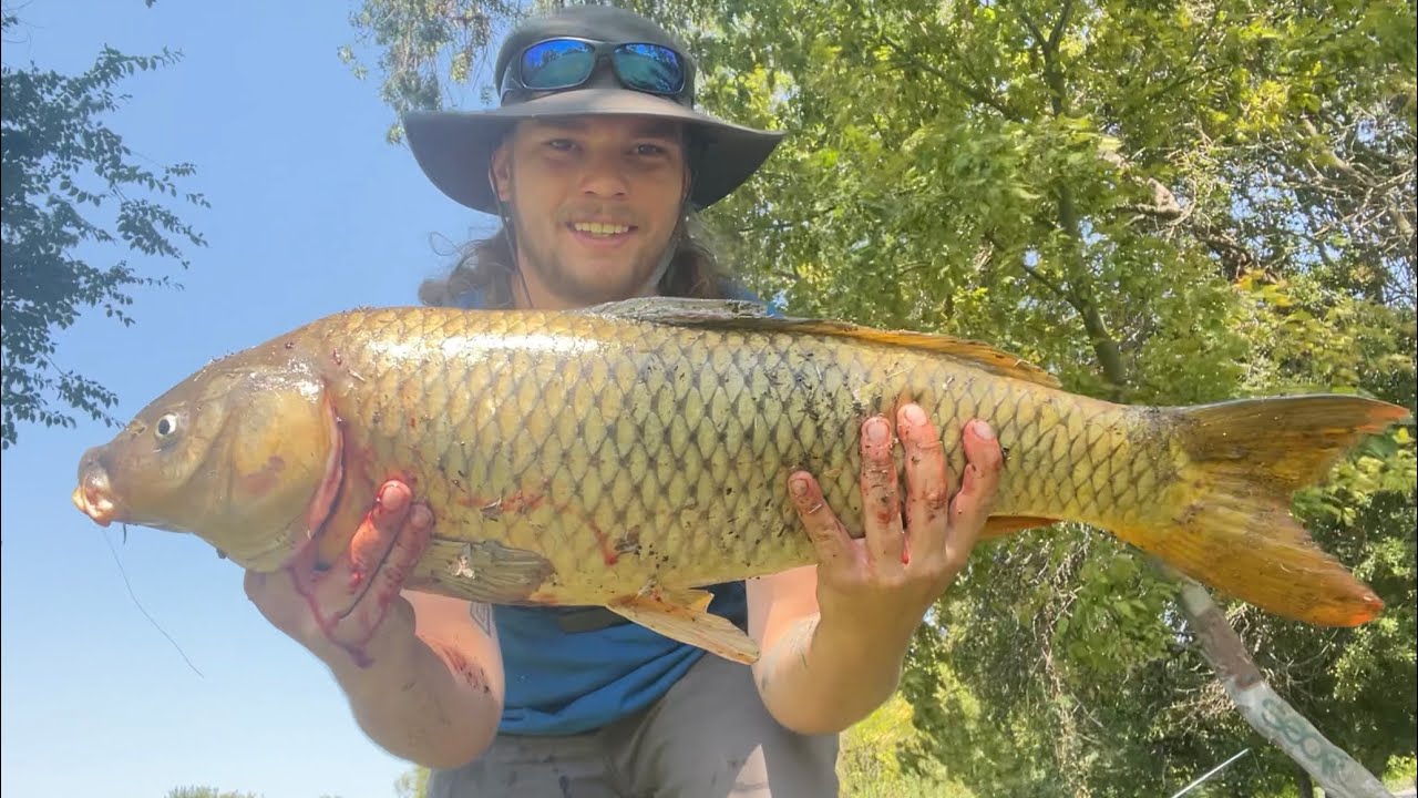 MONSTER carp fishing American legion park Stockton ca