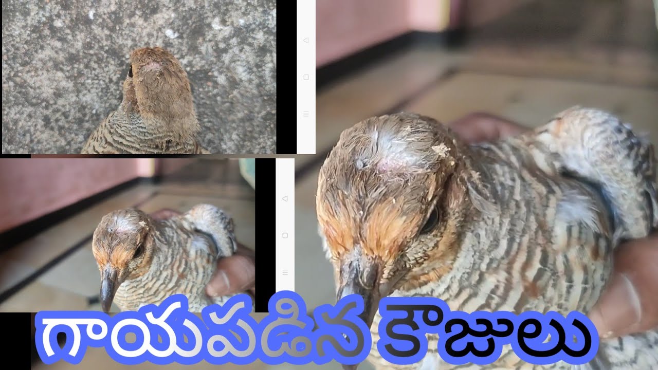 Quail birds injured 
