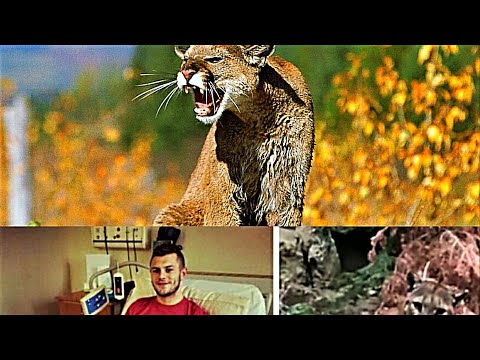 Vídeo: Fish And Wildlife Dels Estats Units Declara Extingit Eastern Cougar