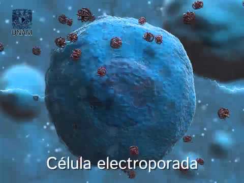 Electroporación, Biología