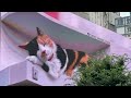 3D cat Shinjuku | 3D cat Tokyo Japan | 3D in Tokyo | 3D cat Japan