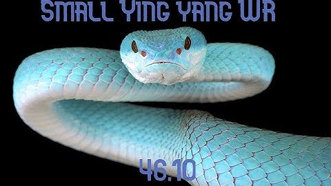 Google Snake All Apples Yin Yang Small WR: 46.10