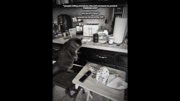 like why u killing the animals bro?? #animalabuse #awareness #shorts