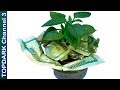 10 Plantas que  atraen dinero al hogar