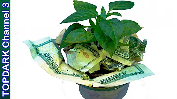 ¿Qué planta es para el dinero?