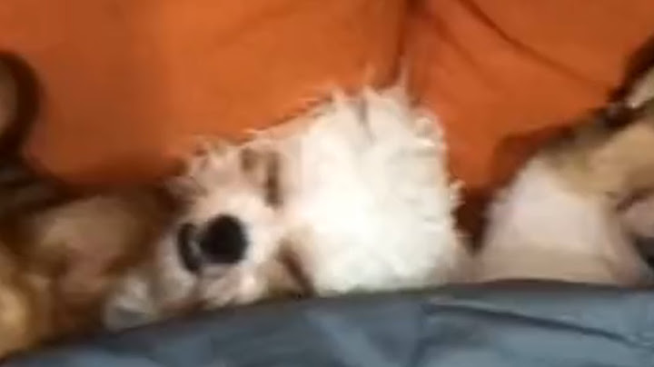 【柯铭】犯罪抓获#萌宠 #喵哥是萌新 #搞笑 #老友狗狗 #pets #pets #黃狗