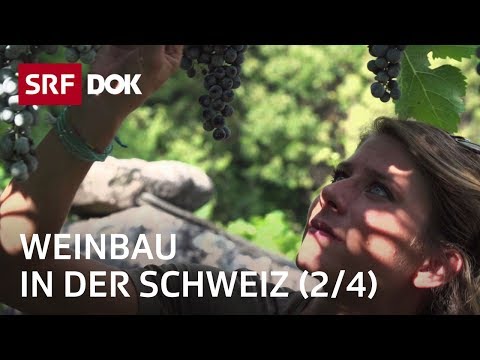 Video: Die 5 Besten Weinclubs, Die Sie Sich Jetzt Ansehen Sollten