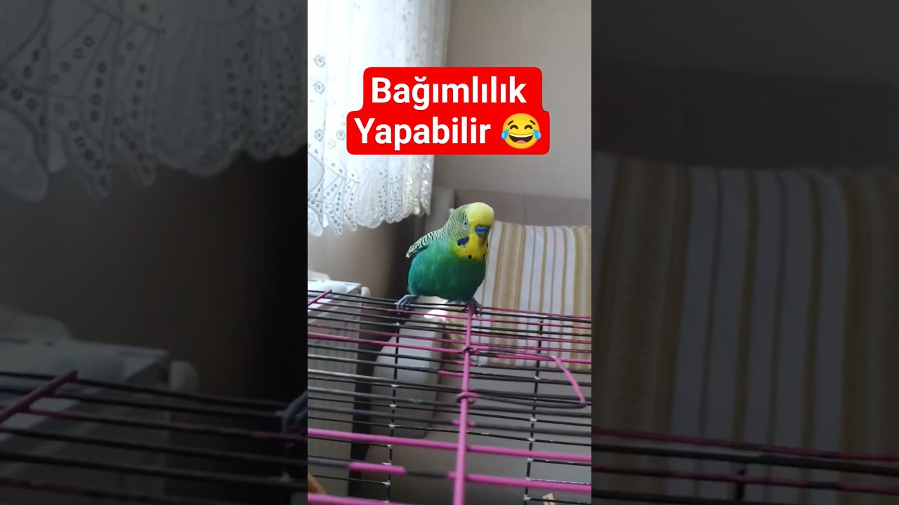 Bağımlılık Yapar 😂 #muhabbetkuşu #birdsong #birds #talkingparot #budgies #funny #love