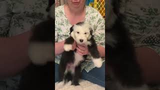 Dottie - A sweet & smart Old English Sheepdog Puppy by Wisconsin Old English Sheepdogs 373 views 8 months ago 1 minute, 17 seconds