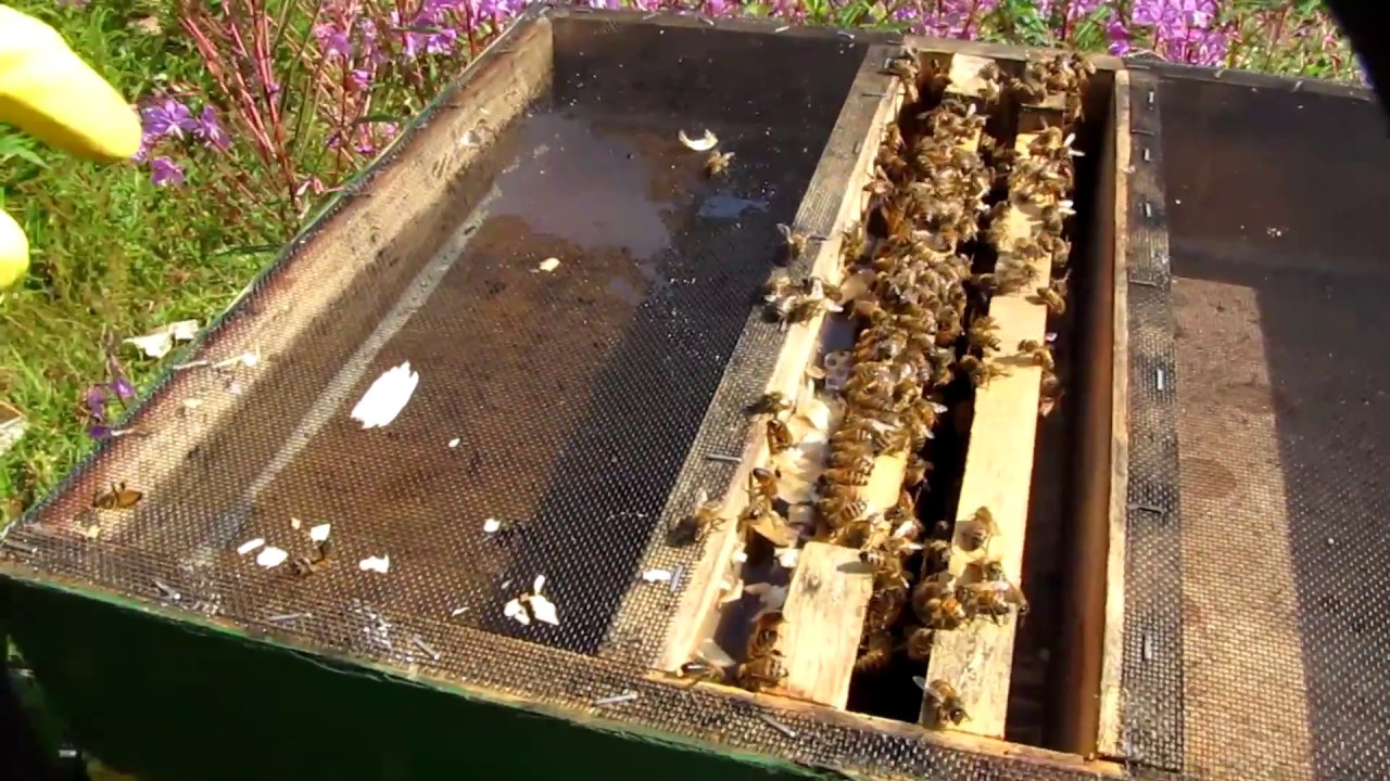 Kill Free Hive Top Feeder Youtube