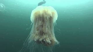 Lions Mane Jellyfish